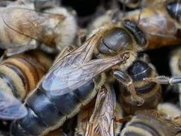 Зимовавшие матки карника! Количество ограничено - фото № 1