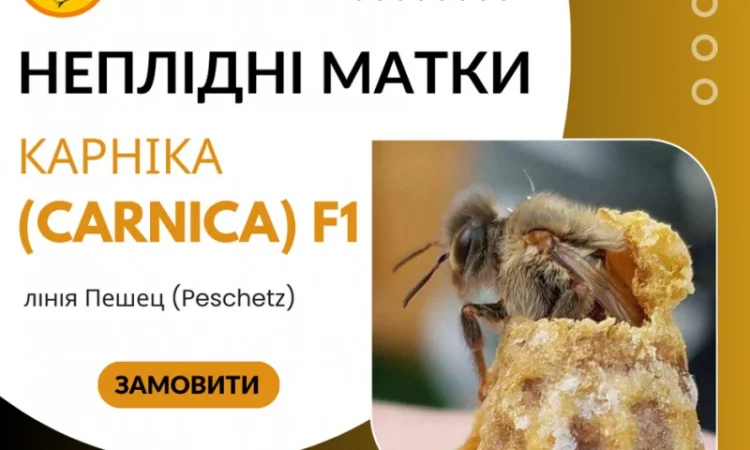 Неплідні бджоломатки Карніка - фото № 1