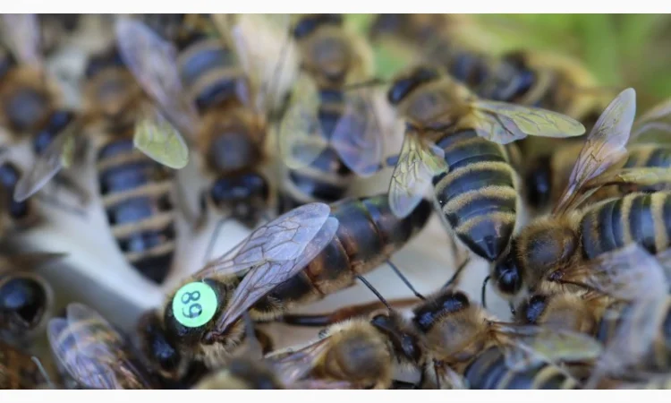 Неплідні матки бджіл Карніка - фото № 1