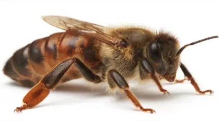 Зимованные пчеломатки Карника F1 - фото № 1