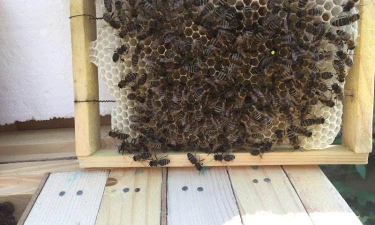 БДЖОЛОМАТКИ КАРПАТКА 2023 – Плідні матки (Бджолині матки, Пчеломатка) - фото № 3