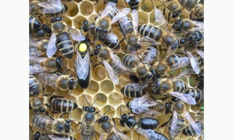 БДЖОЛОМАТКИ КАРПАТКА 2023 – Плідні матки (Бджолині матки, Пчеломатка) - фото № 4