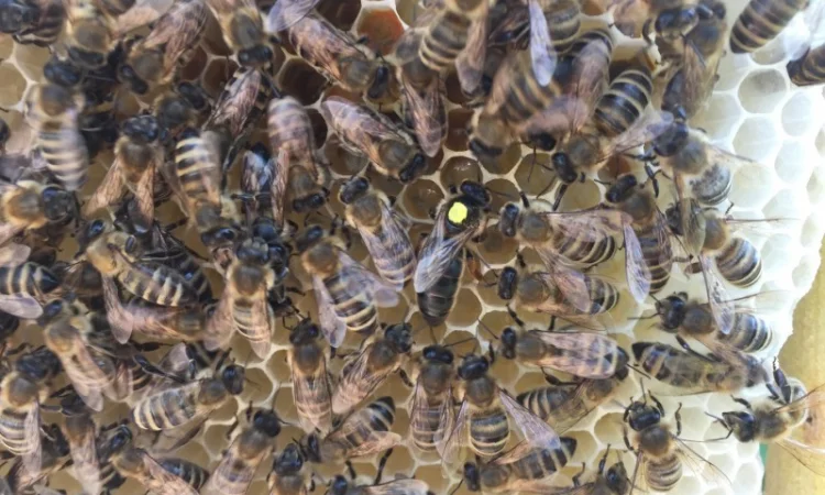 БДЖОЛОМАТКИ КАРПАТКА 2023 – Плідні матки (Бджолині матки, Пчеломатка) - фото № 5