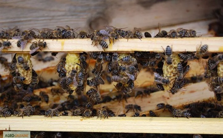 БДЖОЛОМАТКИ КАРПАТКА 2023 – Плідні матки (Бджолині матки, Пчеломатка) - фото № 7