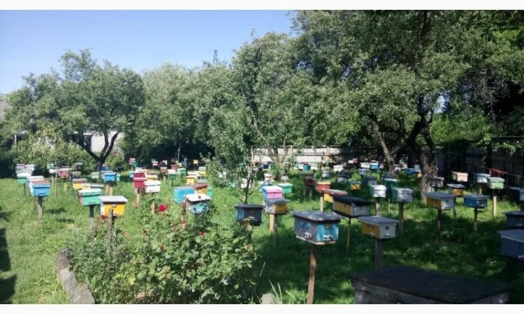 БДЖОЛОМАТКИ КАРПАТКА 2023 – Плідні матки (Бджолині матки, Пчеломатка) - фото № 8