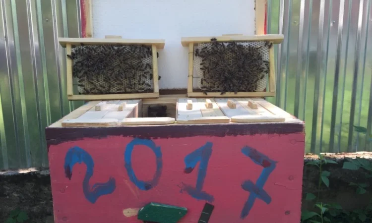 БДЖОЛОМАТКИ КАРПАТКА 2023 – Плідні матки (Бджолині матки, Пчеломатка) - фото № 1