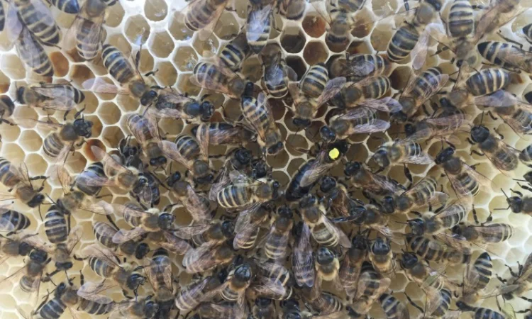 Бджоломатка КАРПАТКА Плідні матки 2023 року (Пчеломатка, Бджолині матки) - фото № 5