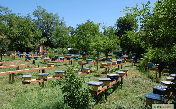 Бджоломатка КАРПАТКА Плідні матки 2023 року (Пчеломатка, Бджолині матки) - фото № 7