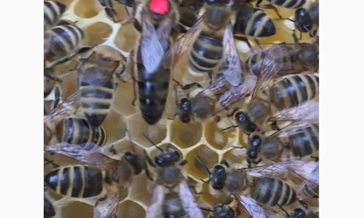 БДЖОЛОМАТКИ Карпатка та КАРНІКА 2024 – плідні бджолині матки - фото № 1