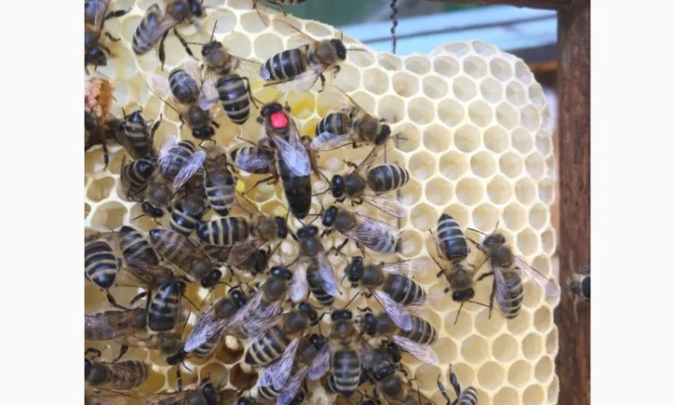 БДЖОЛОМАТКИ Карпатка та КАРНІКА 2024 – плідні бджолині матки - фото № 3