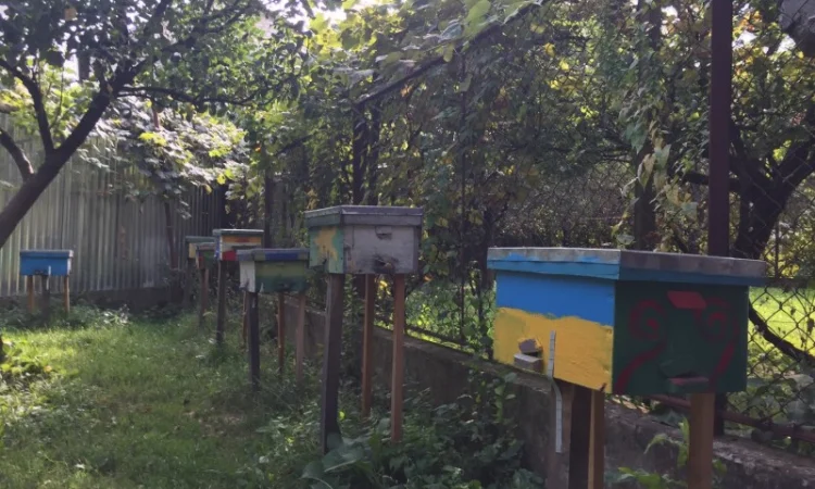 БДЖОЛОМАТКИ Карпатка та КАРНІКА 2024 – плідні бджолині матки - фото № 5