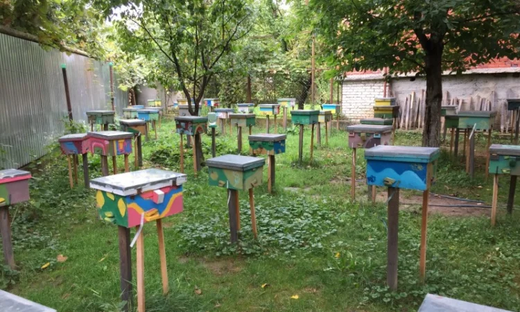 БДЖОЛОМАТКИ Карпатка та КАРНІКА 2024 – плідні бджолині матки - фото № 4