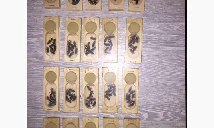 БДЖОЛОМАТКИ Карпатка та КАРНІКА 2024 – плідні бджолині матки - фото № 9