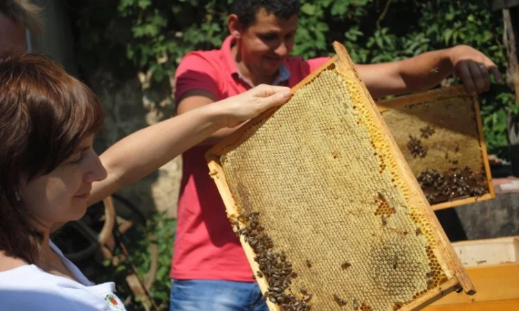 Пчеломатки карпатки чистопородные – Говерла и Вучковский - фото № 1