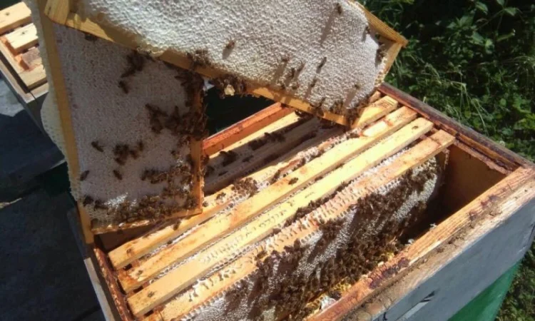 Пчеломатки карпатки чистопородные – Говерла и Вучковский - фото № 2