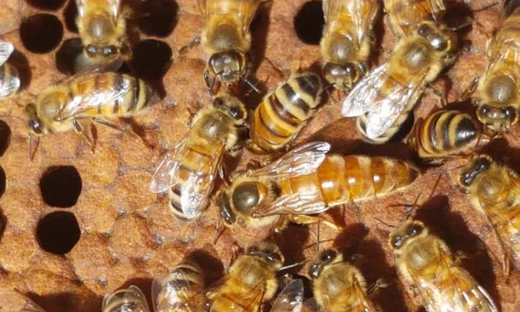 Продам маток Ligustica Italia - фото № 1