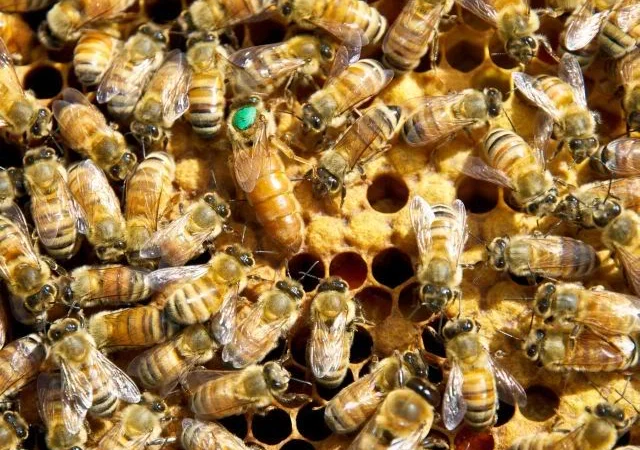 Продам маток Ligustica Italia - фото № 10