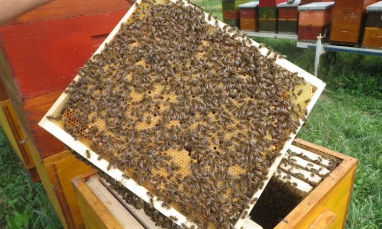 Продам маток Ligustica Italia - фото № 11