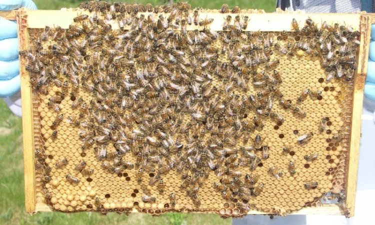 Продам маток Ligustica Italia - фото № 12