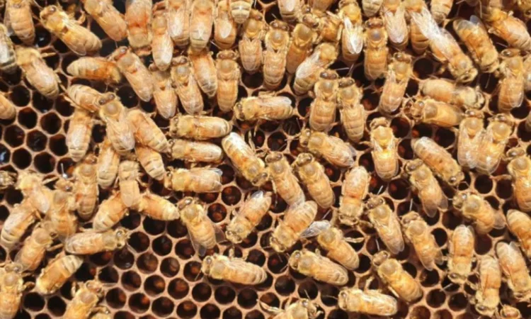 Продам маток Ligustica Italia - фото № 13