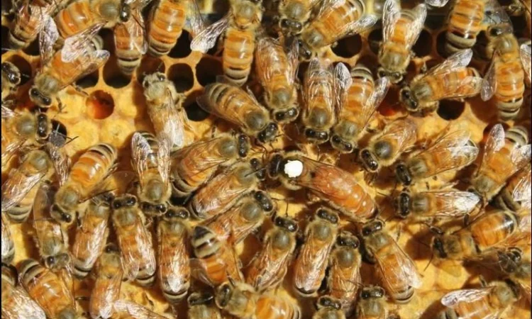 Продам маток Ligustica Italia - фото № 3