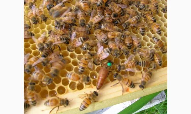 Продам маток Ligustica Italia - фото № 5