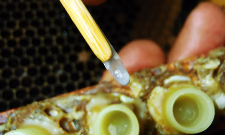 Продам маток Ligustica Italia - фото № 7