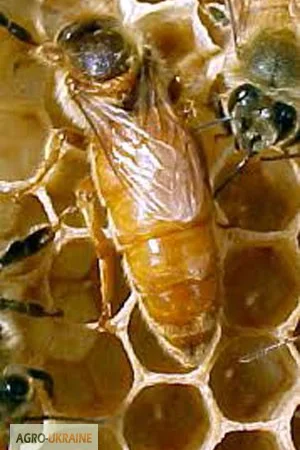 Пчеломатки-Бджоломатки італійської породи - фото № 1