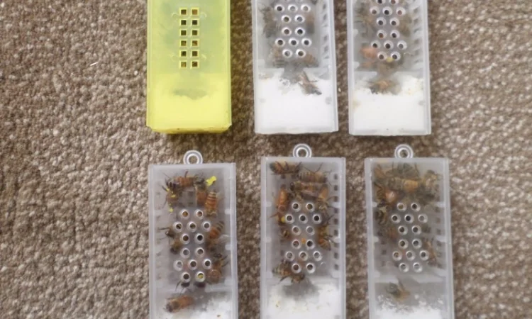 Бджоломатки італійської породи на продаж - фото № 2