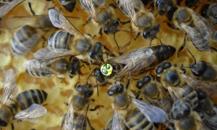 Бджоломатки Карніка F-1 з Німеччини та Австрії – в наявності - фото № 1