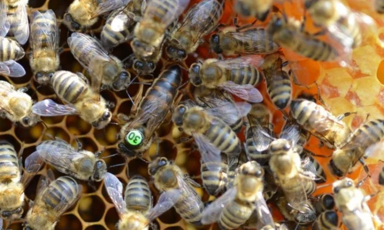 Бджоломатки Карніка F-1 з Німеччини та Австрії – в наявності - фото № 19