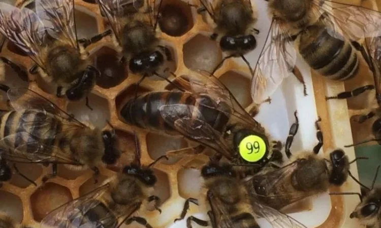 Бджоломатки Карніка F-1 з Німеччини та Австрії – в наявності - фото № 18