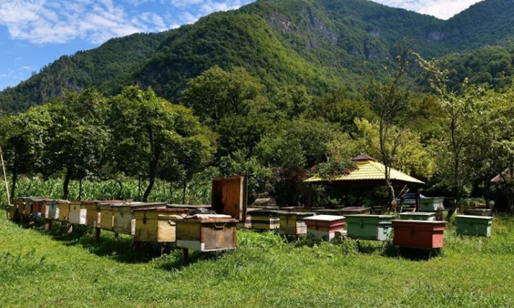 Бджоломатки Карніка F-1 з Німеччини та Австрії – в наявності - фото № 17