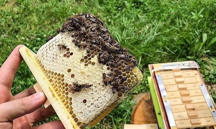 Бджоломатки Карніка F-1 з Німеччини та Австрії – в наявності - фото № 16