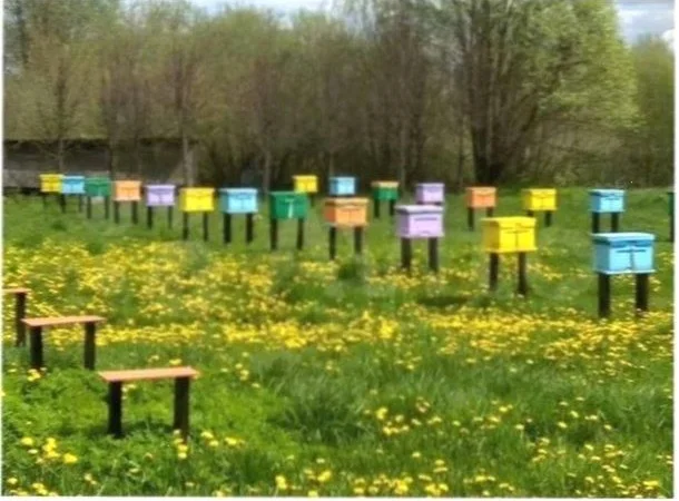 Бджоломатки Карніка F-1 з Німеччини та Австрії – в наявності - фото № 15