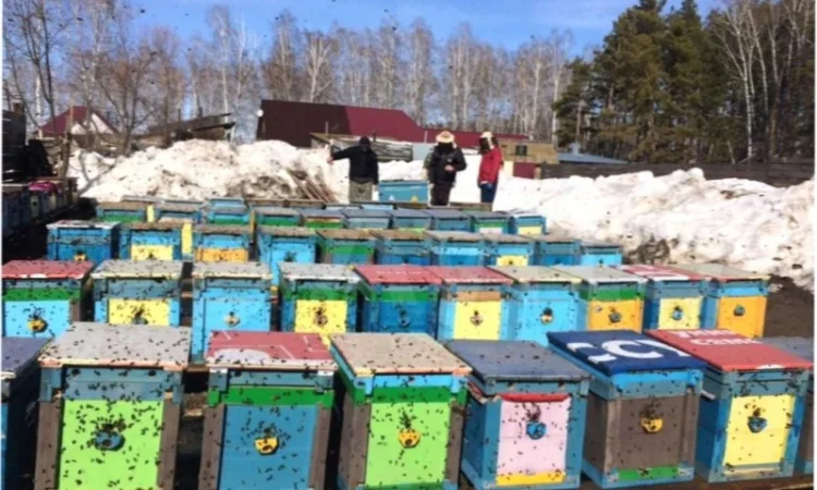 Бджоломатки Карніка F-1 з Німеччини та Австрії – в наявності - фото № 14