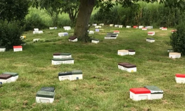 Бджоломатки Карніка F-1 з Німеччини та Австрії – в наявності - фото № 2