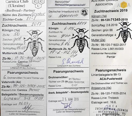 Бджоломатки Карніка F-1 з Німеччини та Австрії – в наявності - фото № 11