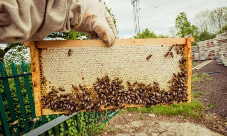 Бджоломатки Карніка F-1 з Німеччини та Австрії – в наявності - фото № 10