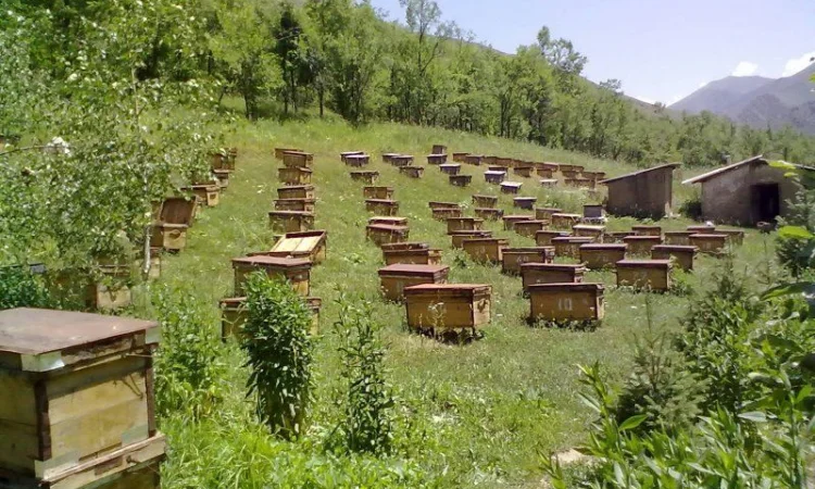 Бджоломатки Карніка F-1 з Німеччини та Австрії – в наявності - фото № 9