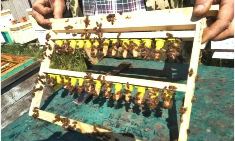 Бджоломатки Карніка F-1 з Німеччини та Австрії – в наявності - фото № 7