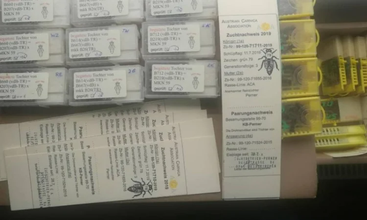 Бджоломатки Карніка F-1 з Німеччини та Австрії – в наявності - фото № 4