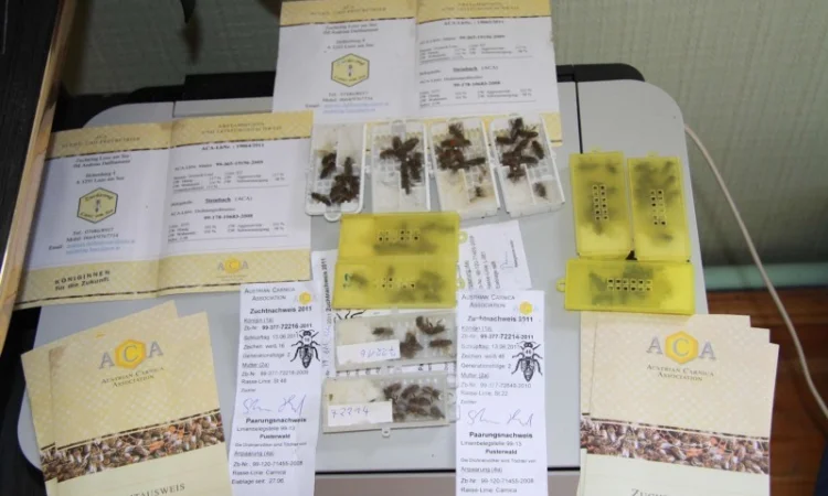 Бджоломатки Карніка F-1 з Німеччини та Австрії – в наявності - фото № 3