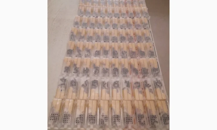 Продам бджоломатки Карніка 2024р - фото № 2