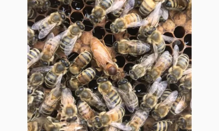 Бджоломатки Кордован (Італійки) – замовлення на сезон 2024 - фото № 3