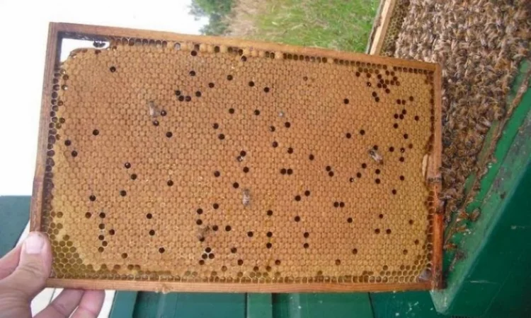 Бджоломатки Кордован (Італійки) – замовлення на сезон 2024 - фото № 4