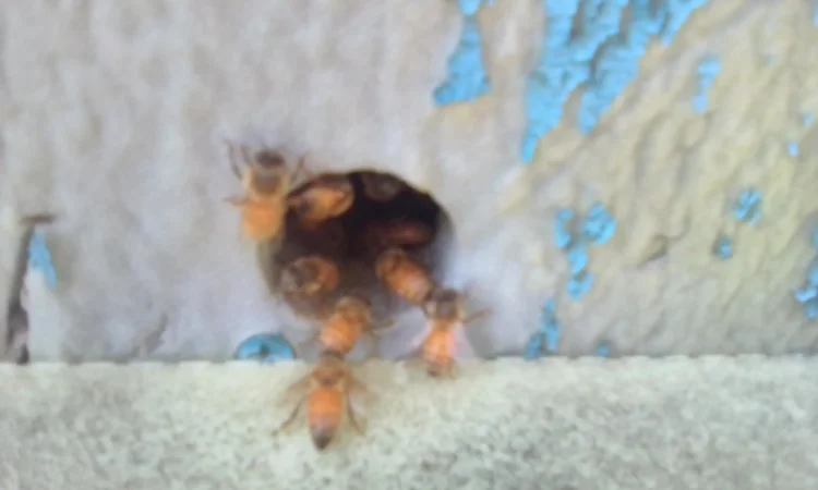 Бджоломатки Кордован (Італійки) – замовлення на сезон 2024 - фото № 5