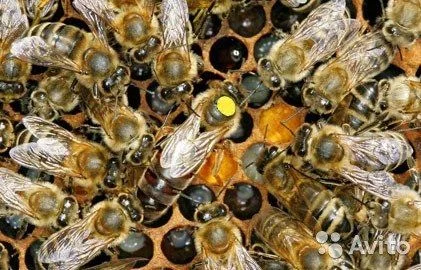 Бджоломатки Карніка 2024 - фото № 1