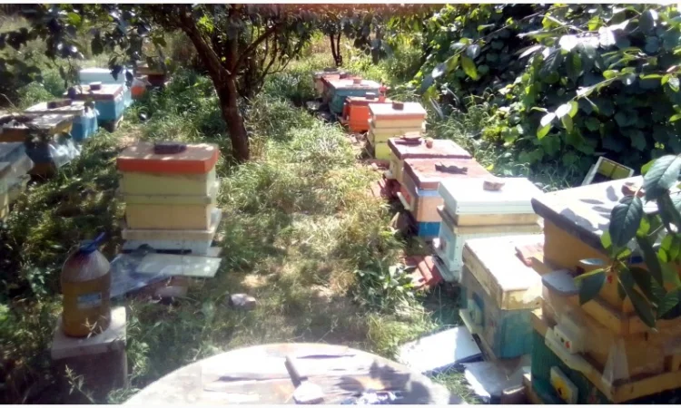 Бджоломатки Карніка 2024 - фото № 2