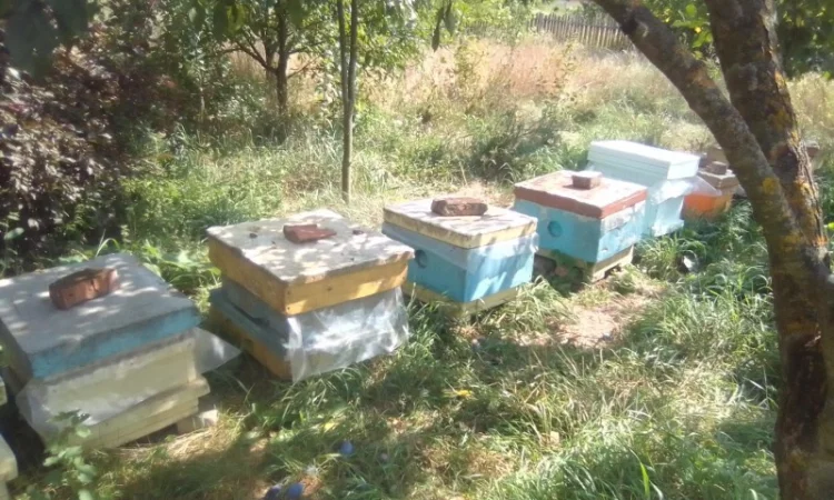 Бджоломатки Бакфаст 2024 року - фото № 2